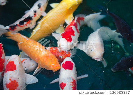 Carp at the first temple, Ryozenji Carp at the first temple, Ryozenji 136985527