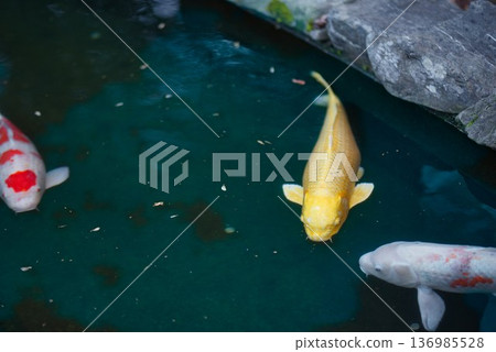 Carp at the first temple, Ryozenji Carp at the first temple, Ryozenji 136985528