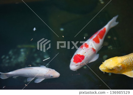 Carp at the first temple, Ryozenji Carp at the first temple, Ryozenji 136985529