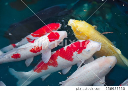 Carp at the first temple, Ryozenji Carp at the first temple, Ryozenji 136985530