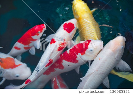 Carp at the first temple, Ryozenji Carp at the first temple, Ryozenji 136985531
