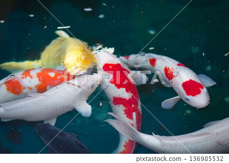 Carp at the first temple, Ryozenji Carp at the first temple, Ryozenji 136985532