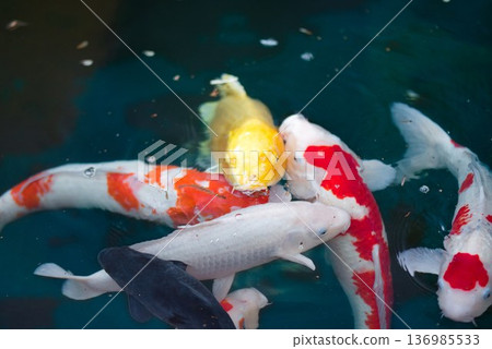 Carp at the first temple, Ryozenji Carp at the first temple, Ryozenji 136985533