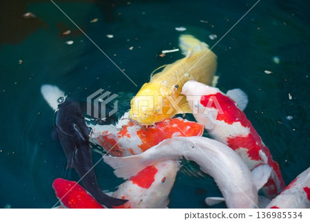 Carp at the first temple, Ryozenji Carp at the first temple, Ryozenji 136985534