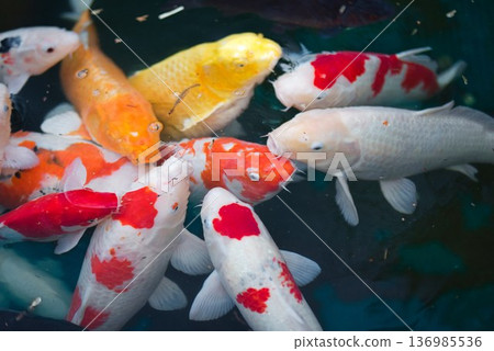 Carp at the first temple, Ryozenji 136985536