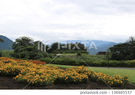 Yellow and orange flower field landscape with mountain range view Yellow and orange flower field landscape with mountain range view 136985537
