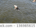 冬日湖面上，鴨子悠然漂浮。 136985615