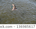 冬日湖面上，鴨子悠然漂浮。 136985617