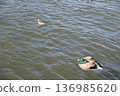 冬日湖面上，鴨子悠然漂浮。 136985620