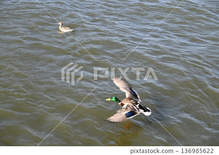 冬日湖面上，鴨子悠然漂浮。 136985622