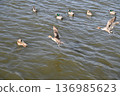 冬日湖面上，鴨子悠然漂浮。 136985623