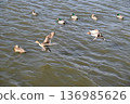 冬日湖面上，鴨子悠然漂浮。 136985626