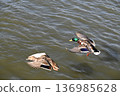 冬日湖面上，鴨子悠然漂浮。 136985628