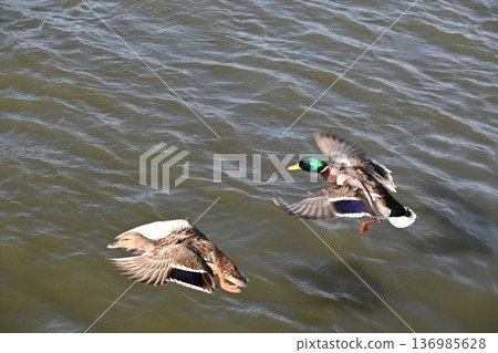冬日湖面上，鴨子悠然漂浮。 136985628