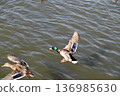 冬日湖面上，鴨子悠然漂浮。 136985630