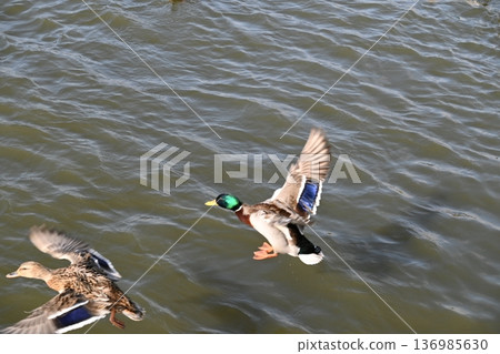 冬日湖面上，鴨子悠然漂浮。 136985630