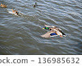 冬日湖面上，鴨子悠然漂浮。 136985632