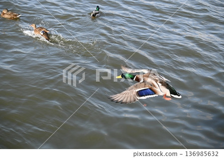 冬日湖面上，鴨子悠然漂浮。 136985632