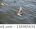 冬日湖面上，鴨子悠然漂浮。 136985634