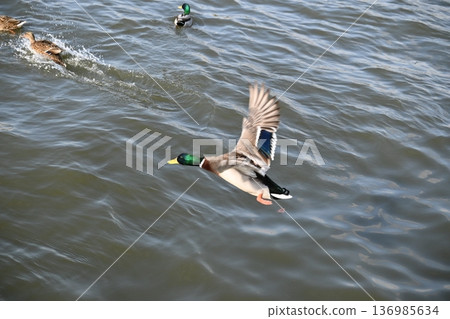 冬日湖面上，鴨子悠然漂浮。 136985634
