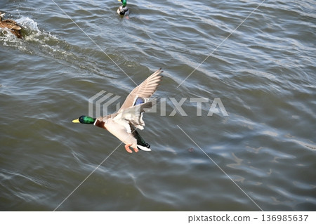 冬日湖面上，鴨子悠然漂浮。 136985637