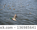 冬日湖面上，鴨子悠然漂浮。 136985641