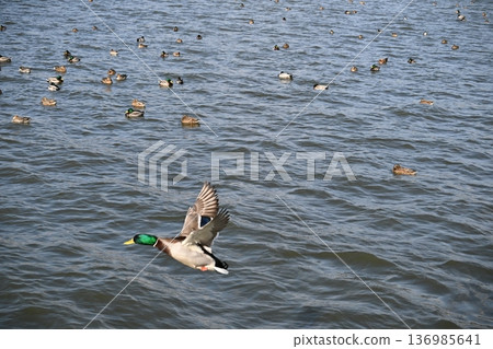 冬日湖面上,鴨子悠然漂浮。 冬日湖面上,鴨子悠然漂浮。 136985641