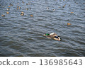 冬日湖面上，鴨子悠然漂浮。 136985643