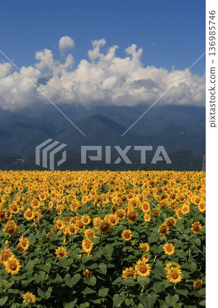 Summer sunflowers Summer sunflowers 136985746