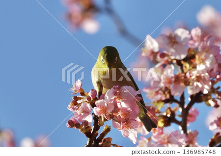 藍天、河津櫻花和一隻可愛的日本繡眼鳥 136985748