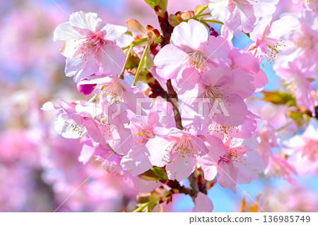 河津櫻花有著美麗的粉紅花瓣 河津櫻花有著美麗的粉紅花瓣 136985749