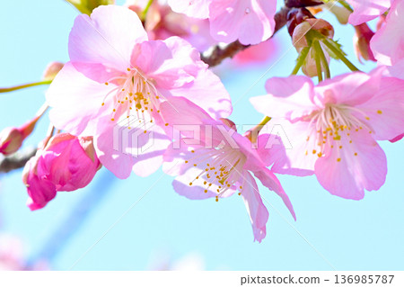 Kawazu cherry blossoms with beautiful pink petals 136985787