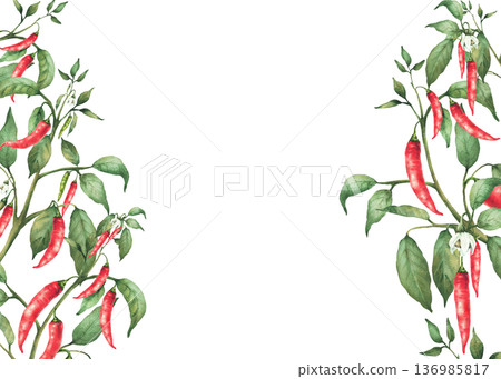 Red hot chili pepper plant frame. Watercolor hand painted stem with flowers, green leaves, ripe, unripe pods. Isolated from background illustration. Spicy garden vegetable. Food, sauces label template Red hot chili pepper plant frame. Watercolor hand painted stem with flowers, green leaves, ripe, unripe pods. Isolated from background illustration. Spicy garden vegetable. Food, sauces label template 136985817