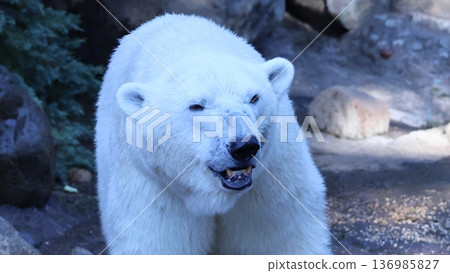 走北極熊 走北極熊 136985827