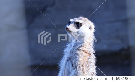看看Meerkat 136985902