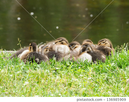 野鴨餃子 136985909