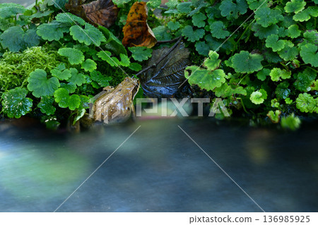 A frog trying to escape from the cold current A frog trying to escape from the cold current 136985925