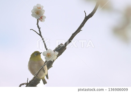A Japanese white-eye perched on a plum blossom, a spring wild bird 136986009