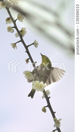 A Japanese white-eye perched on a plum blossom, a spring wild bird 136986010