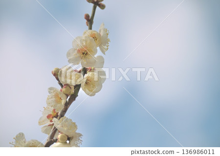 藍天下盛開的白色梅花,春花 藍天下盛開的白色梅花,春花 136986011