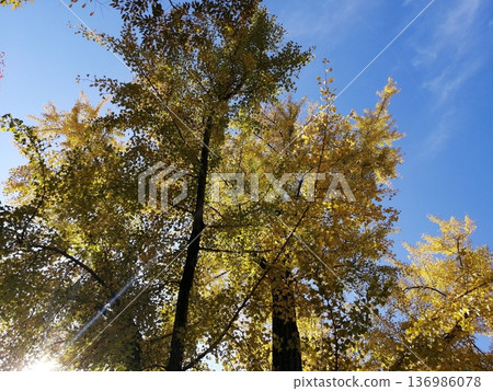 Autumn sun Autumn sun 136986078