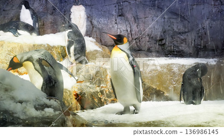 Penguins relaxing at the zoo 136986145