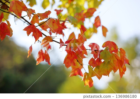 Colorful Sugar Maple Leaves 136986180