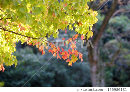 Colorful Sugar Maple Leaves 136986181