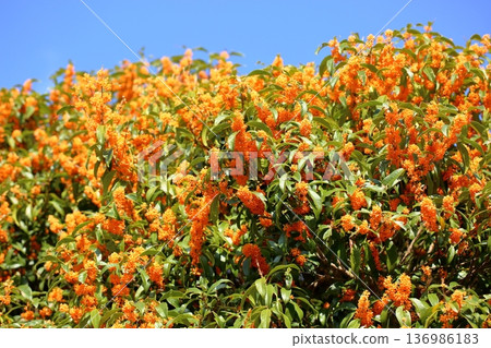 桂花盛開。 桂花盛開。 136986183