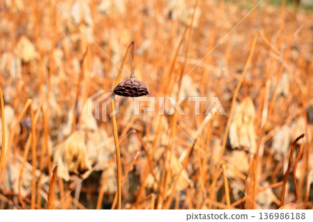 蓮花座 蓮花座 136986188