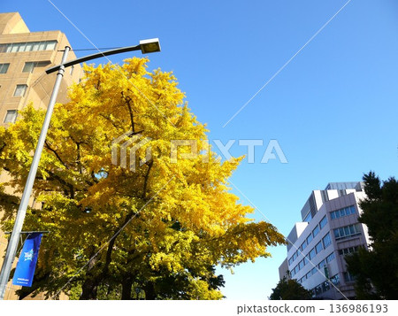 銀杏排列著日本主要街道的樹木 136986193