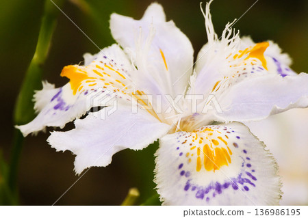 滋賀花特寫鏡頭 136986195