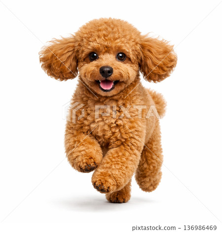 Running toy poodle 136986469