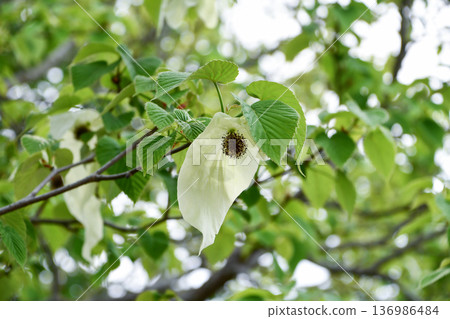 Handkerchief tree Handkerchief tree 136986484